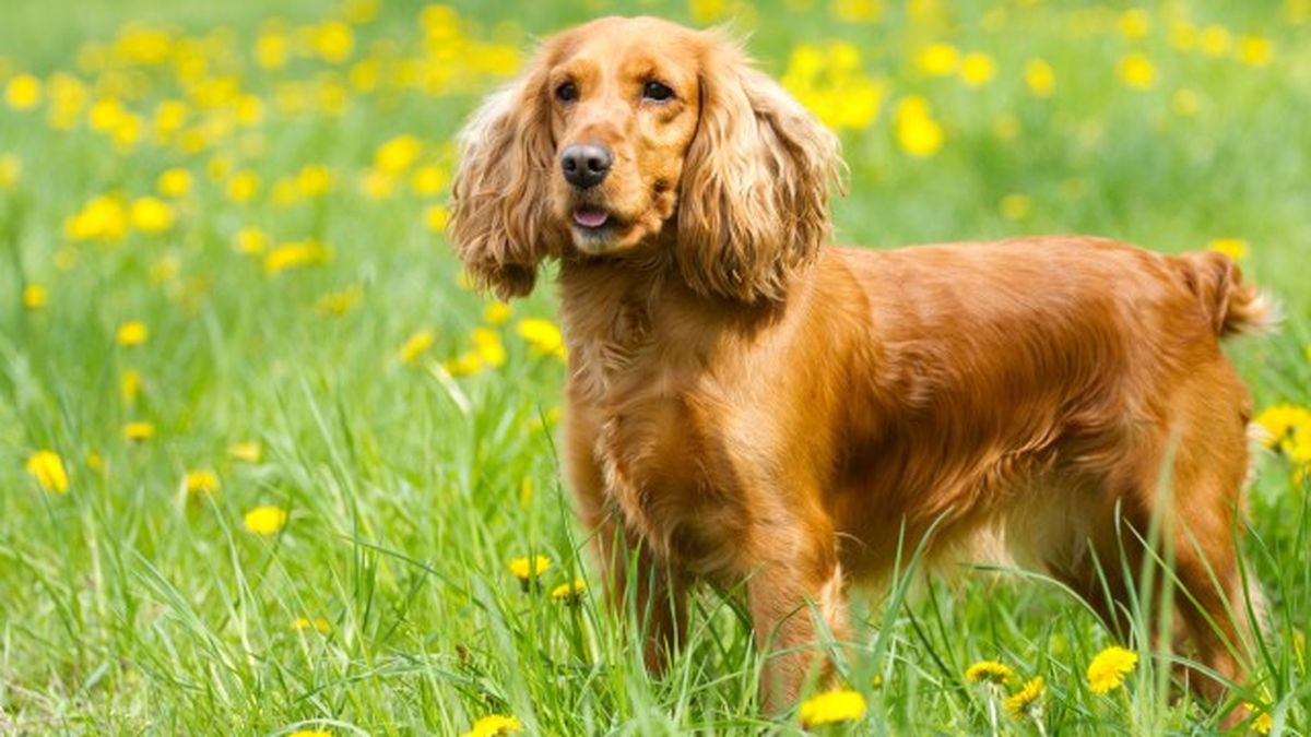 cocker spaniel 2