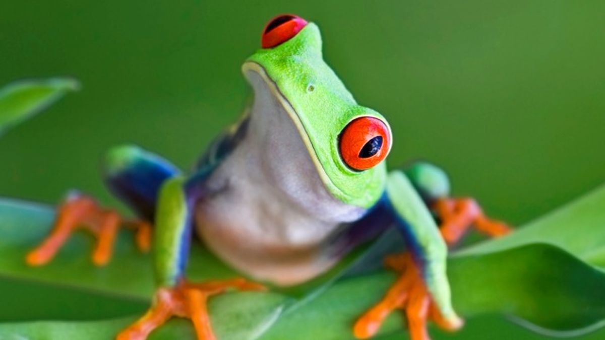 animales nocturnos rana