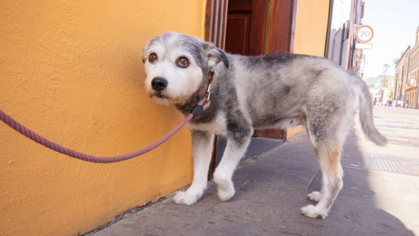 como pasear a un perro miedoso 5