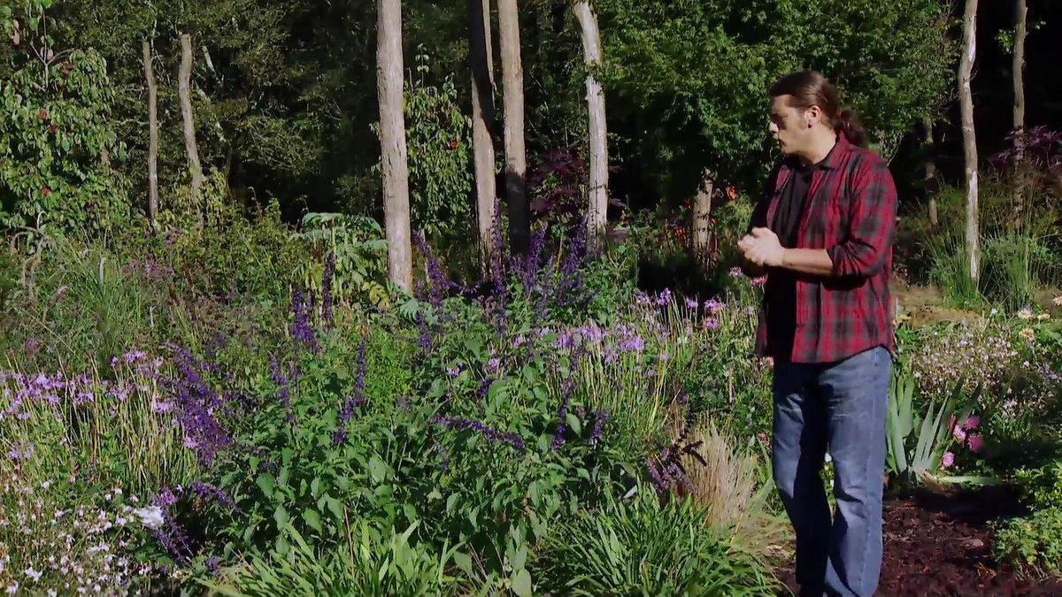 deco 625 dos variedades de salvia