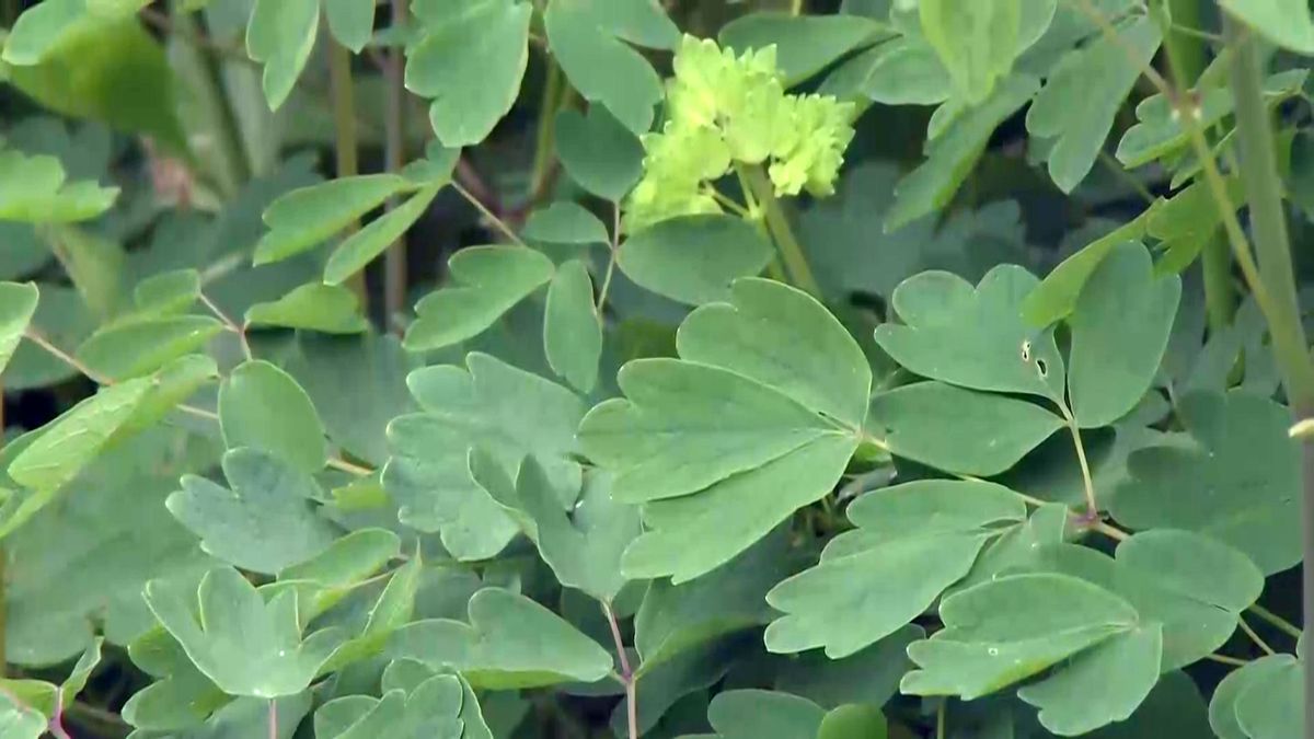 deco 0700 jardineria thalictrum hoja