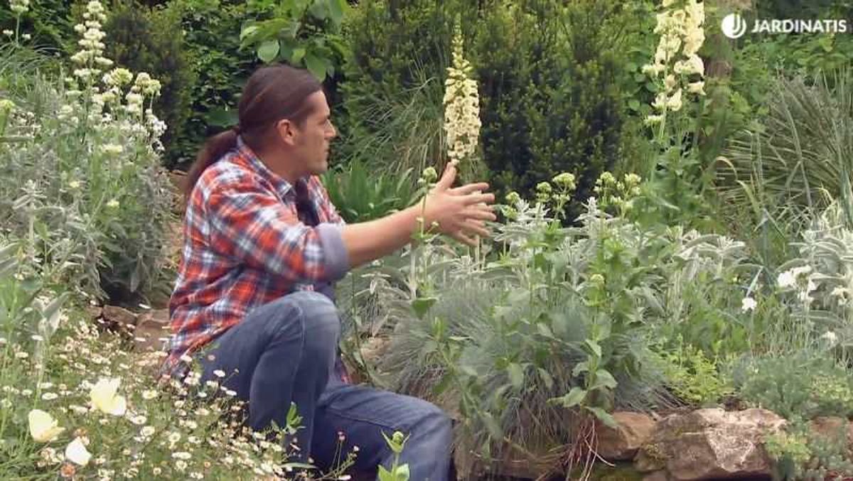 Festuca glauca junto a plantas murales