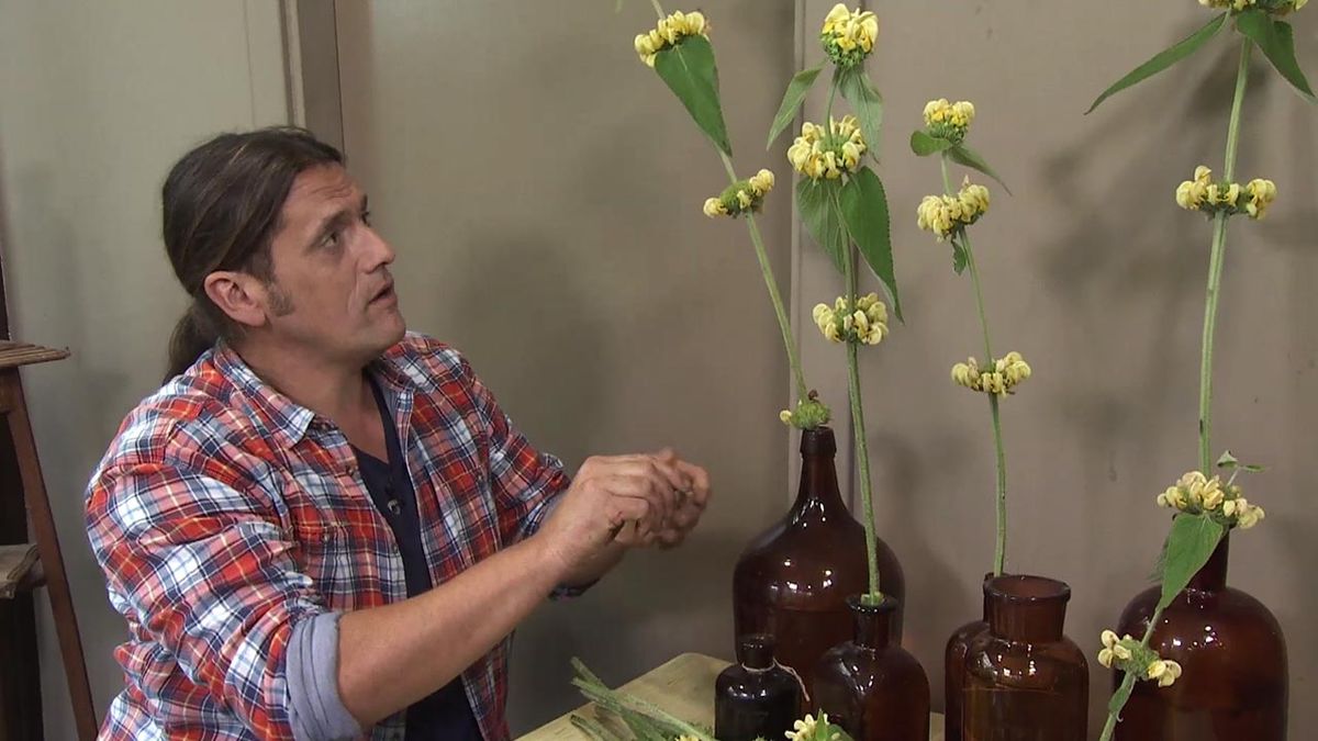 deco 744 jardineria Phlomis russeliana composicion floral xl