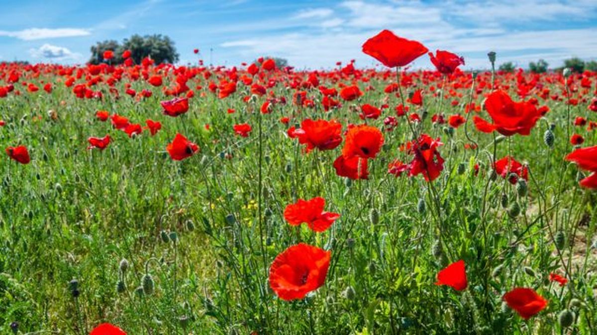 campo de amapolas en primavera