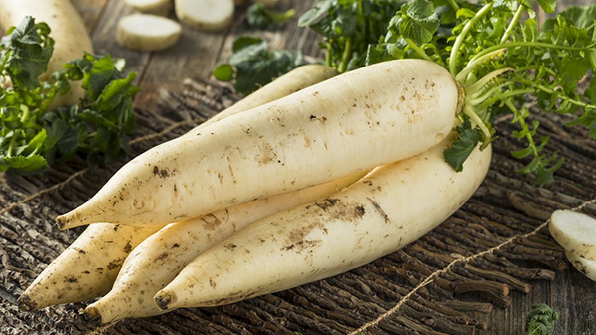 nabo daikon cosecha en invierno deco 514