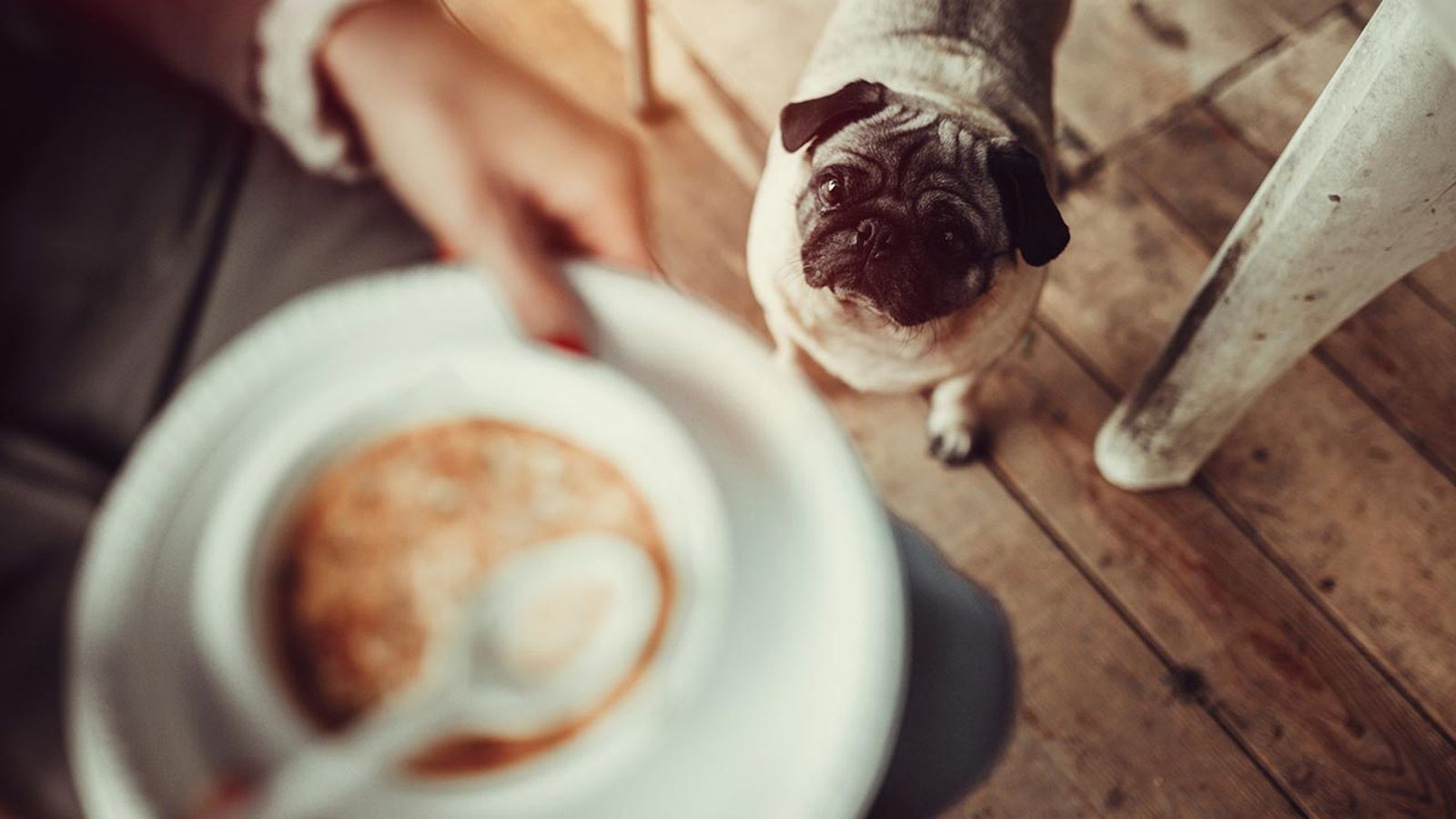 comida sostenible perros 13