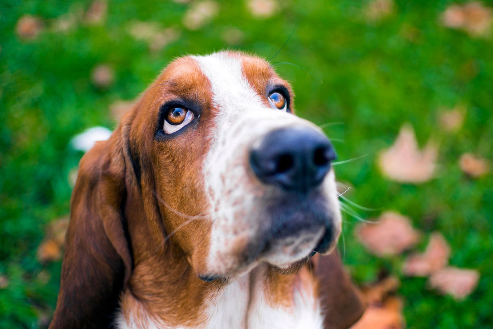basset hound perro sachicha