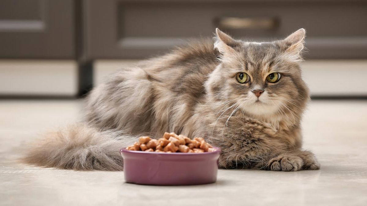 mi gato no come que le pasa