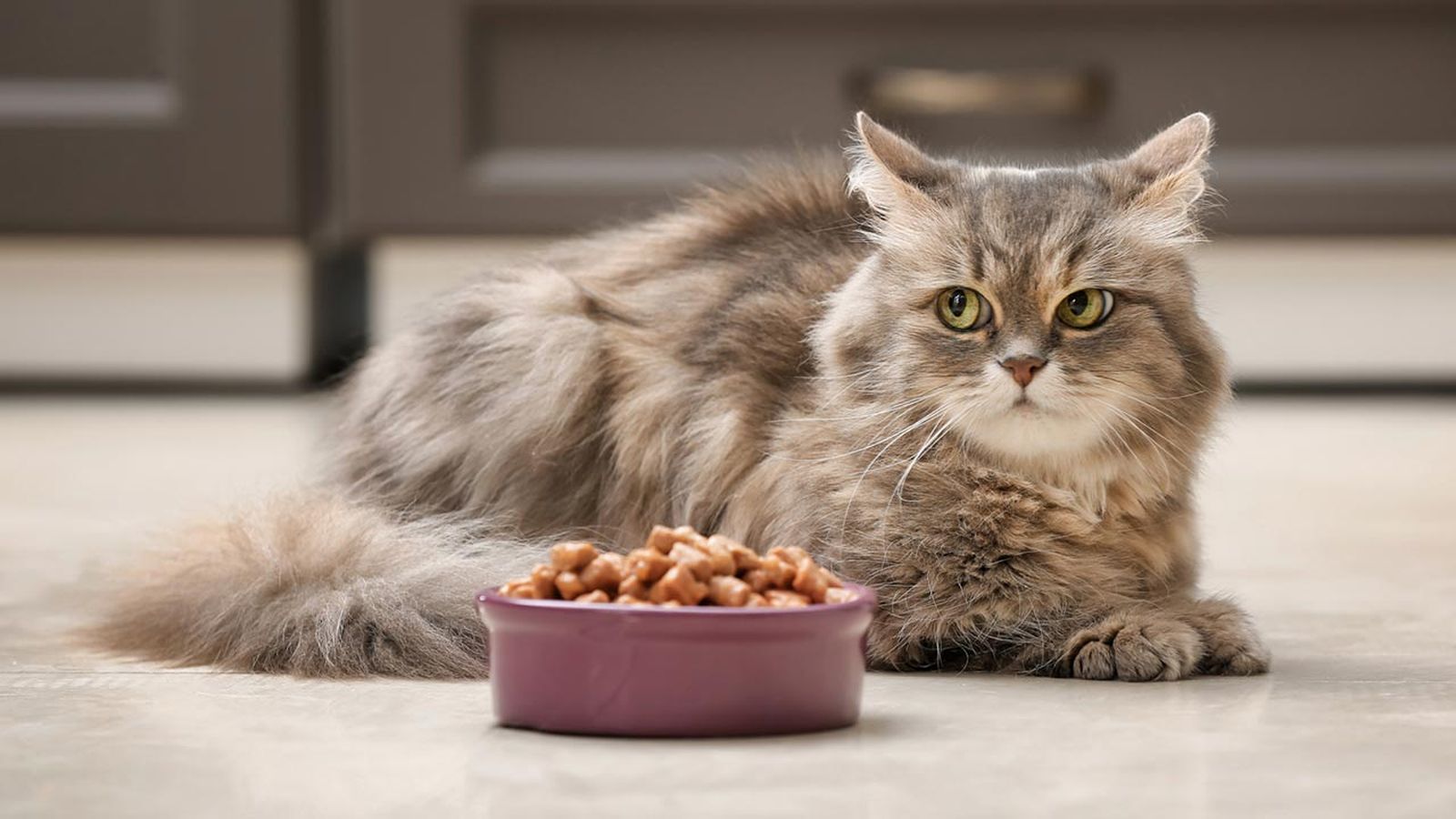 mi gato no come que le pasa