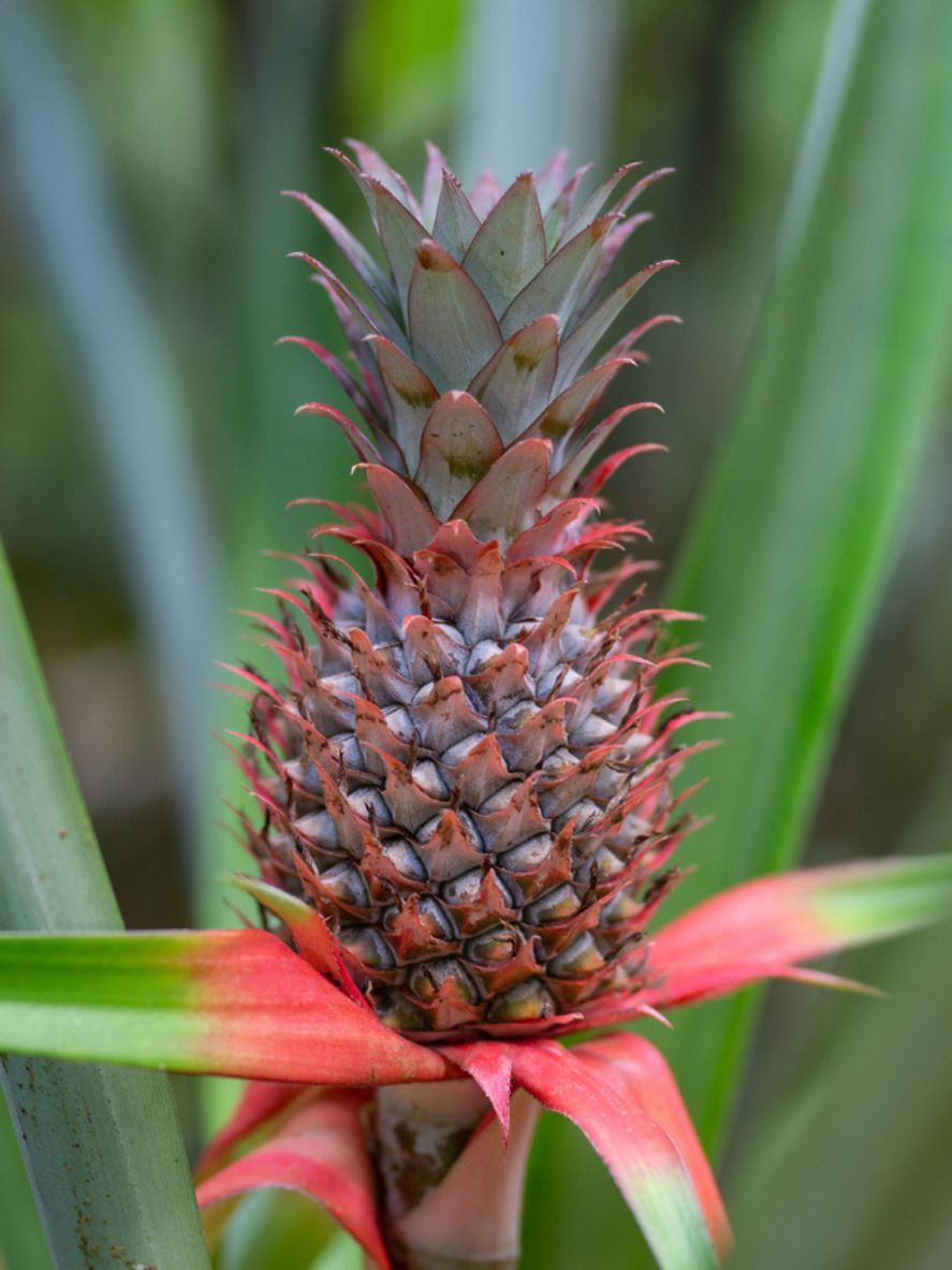 Piña.