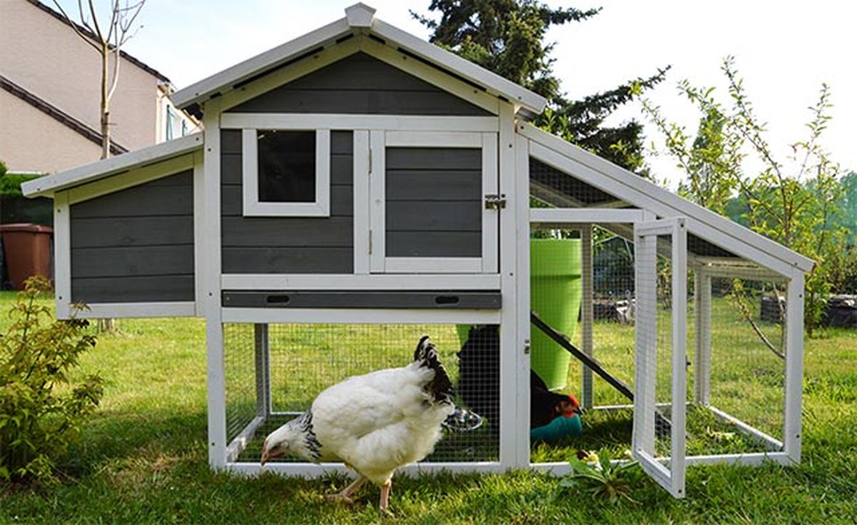 complementos ideales gallinero perfecto 2