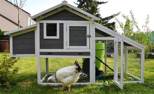 complementos ideales gallinero perfecto 2