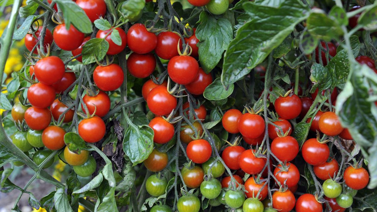 el cultivo de tomates cherrys
