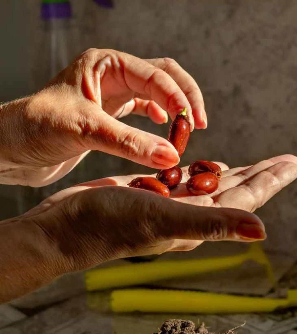 Semillas del árbol de lichi