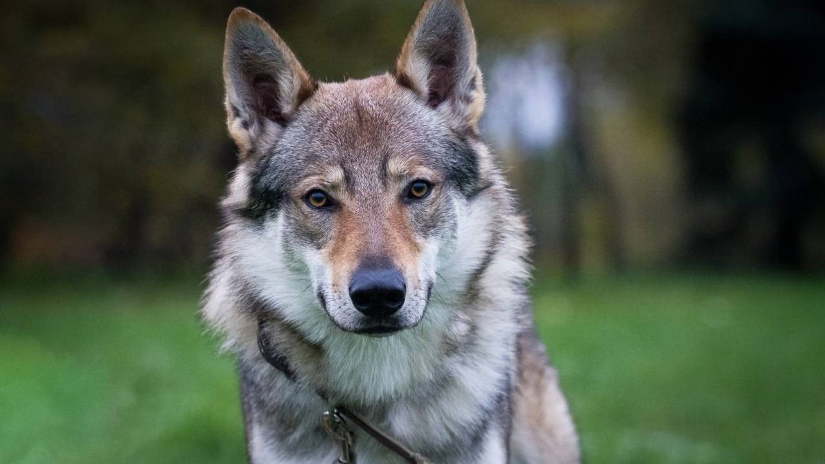 Primer plano de un Perro Lobo Checoslovaco