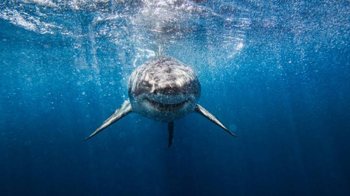El gran tiburón Blanco puede llegar a medir 12 metros de longitud