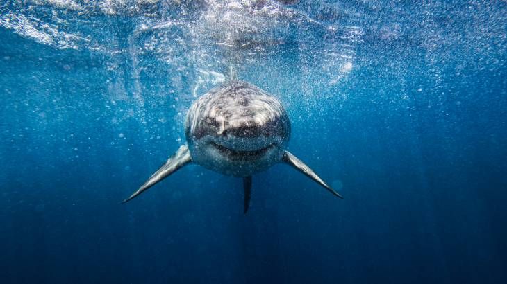 El gran tiburón Blanco puede llegar a medir 12 metros de longitud