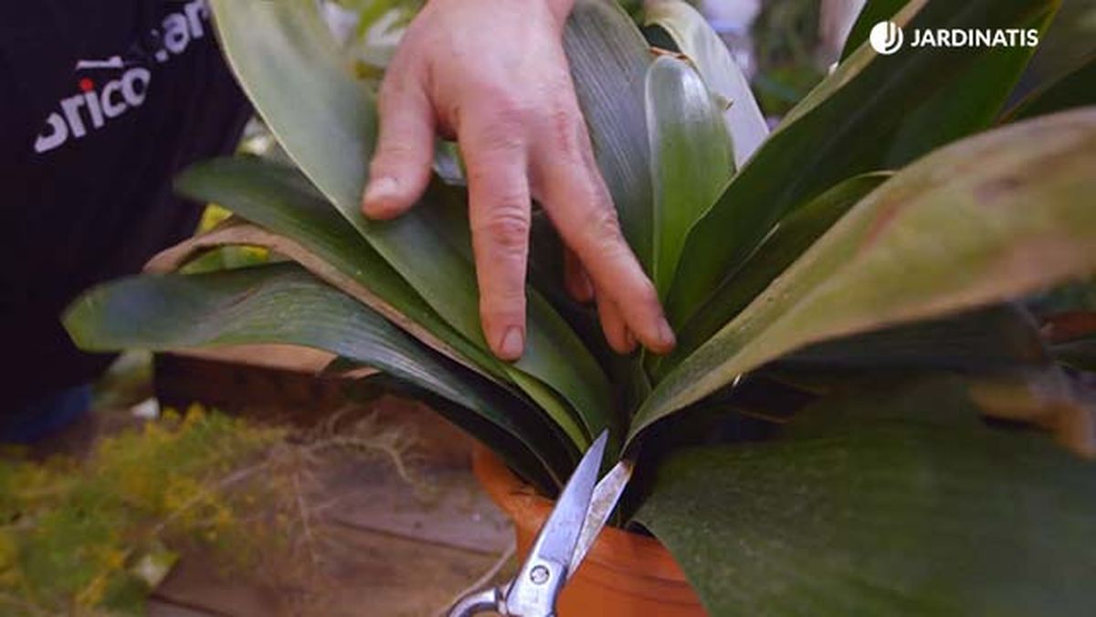 brico 0904 3 revitalizar plantas heladas clivia cortar hoja helada