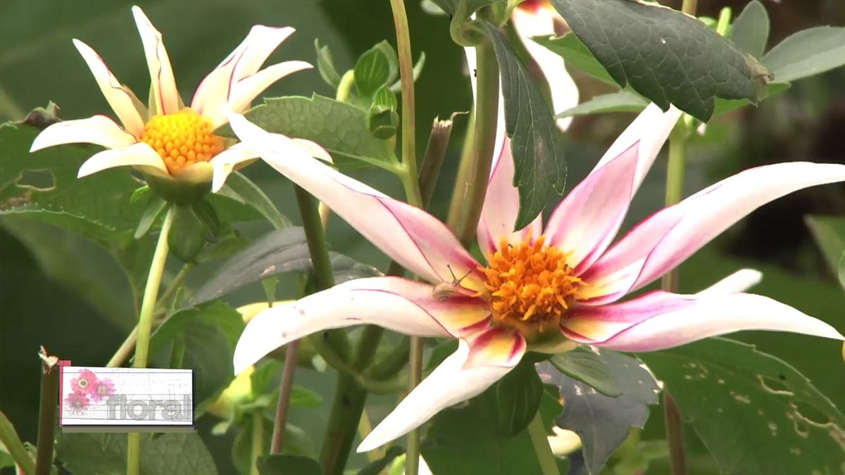 deco 749 jardineria planta dhalia honka fragile