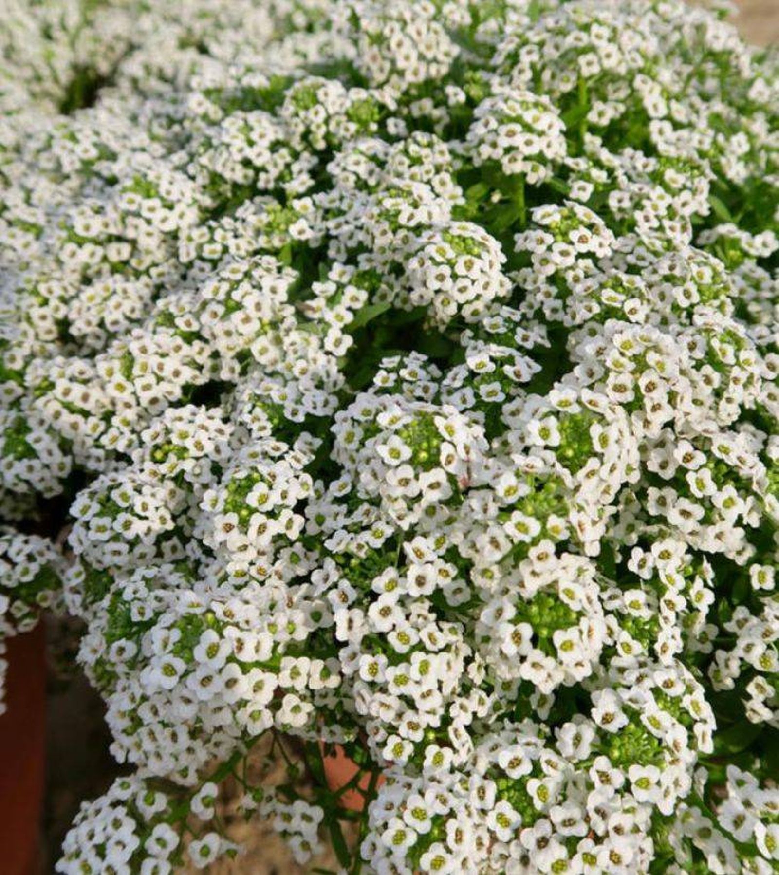 Flores blanca de la Lobularia maritima