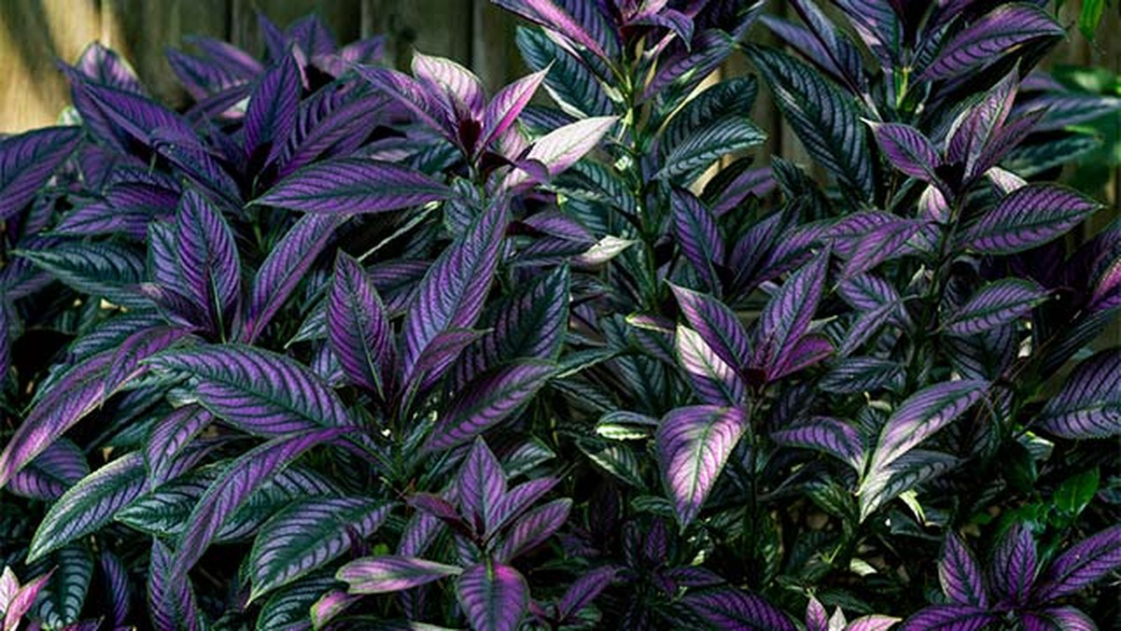 planta escudo persa xl