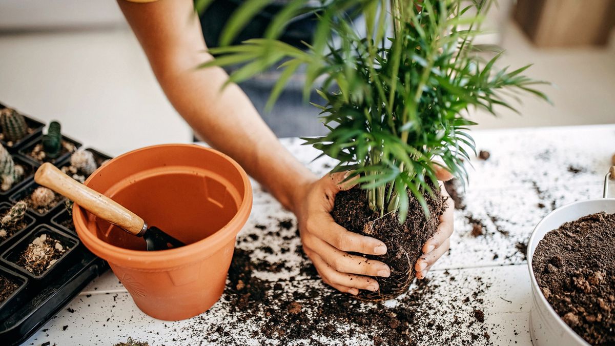 trasplante de plantas