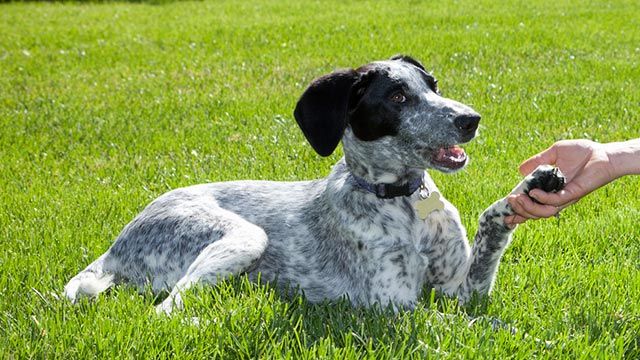 perro eurohound 4