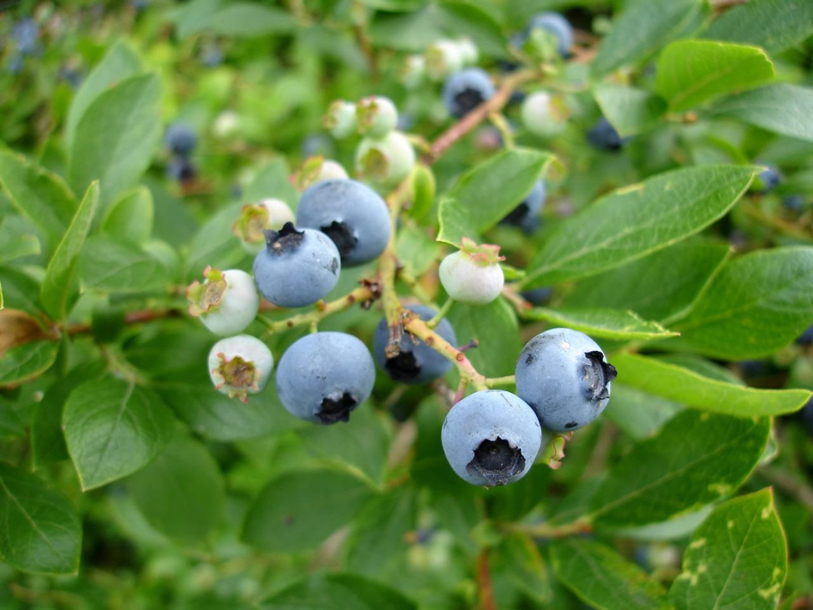Arándanos en el jardín