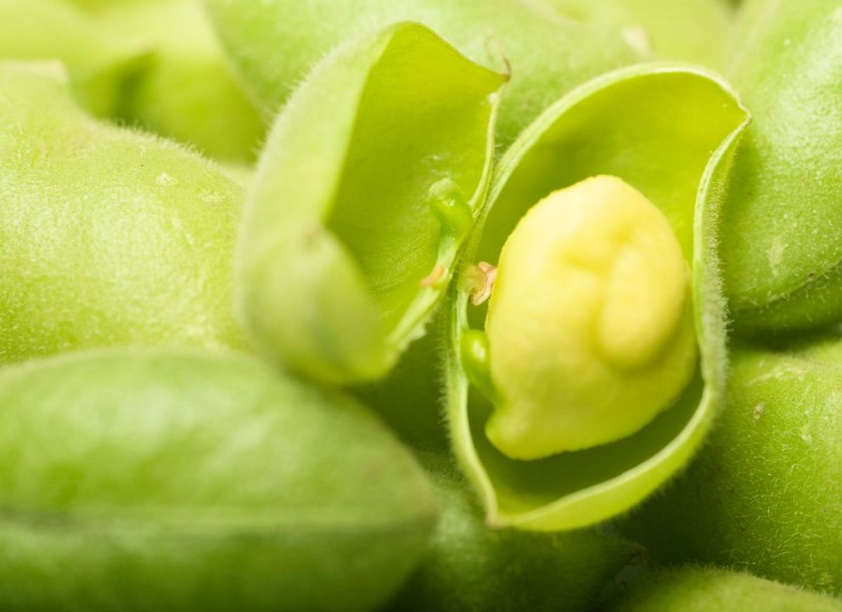 Los garbanzos se cosechan 3 o 4 meses después de la siembra.