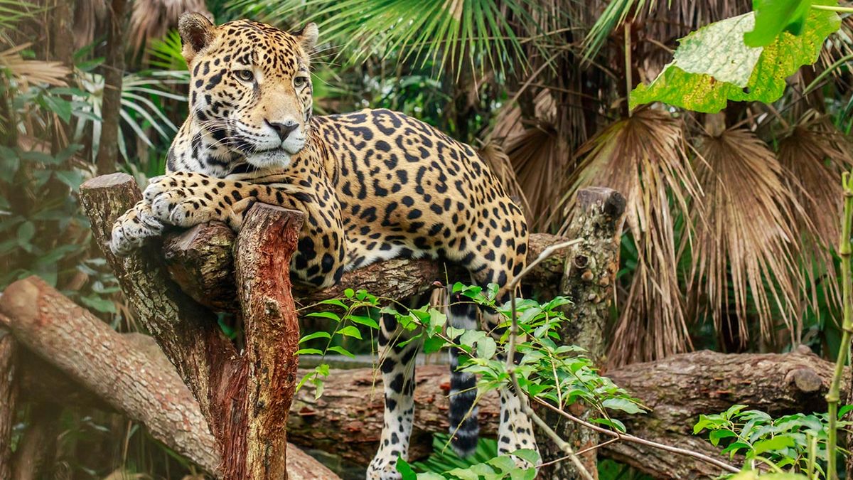 jaguar diferencias leopardo guepardo 3