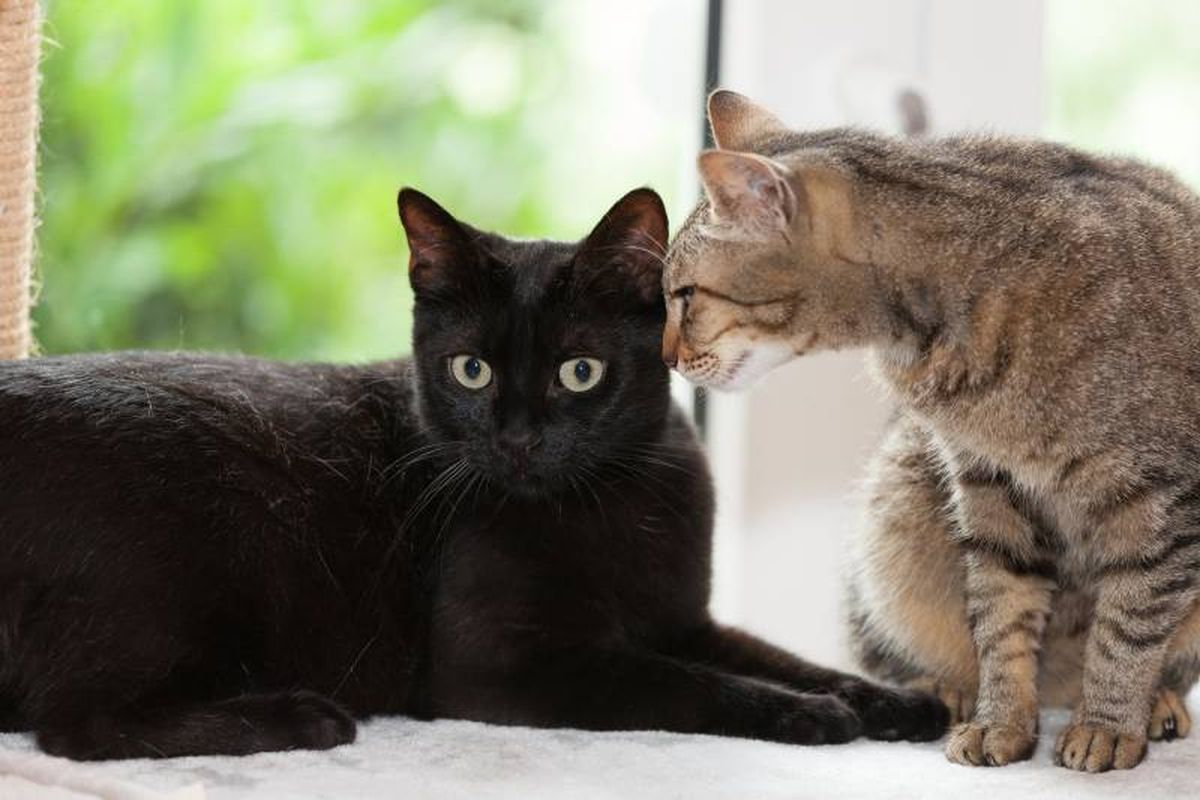 Nadie te obligará a pagar un tributo de 1.400 por tu mascota.