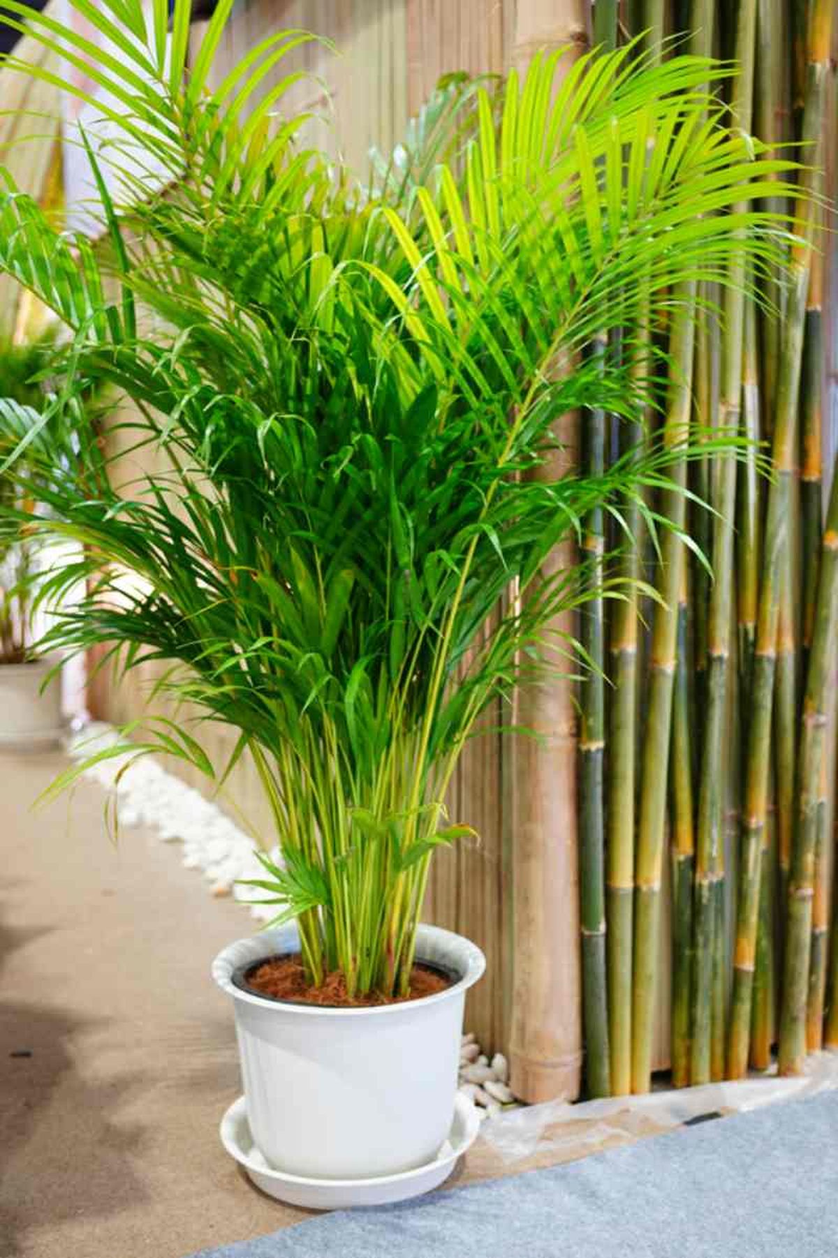 La areca es una planta pet friendly.