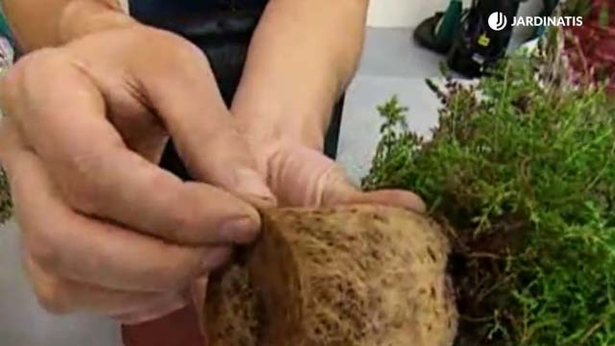 raices brezo vulgaris brico 542