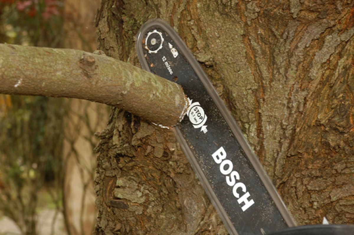 Cómo podar las ramas grandes de un árbol paso 5