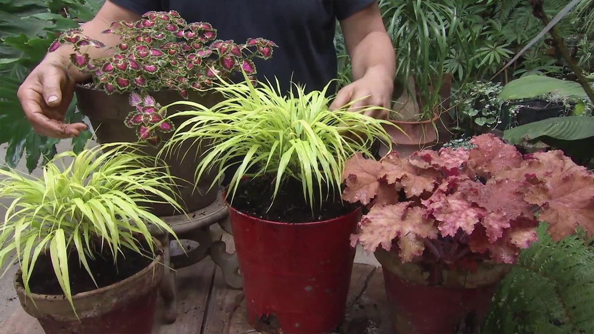 brico 1036 jaconoclea perla del sol heucheras coleos