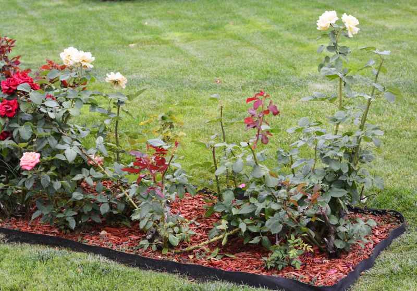 Prepara tus rosas para el invierno