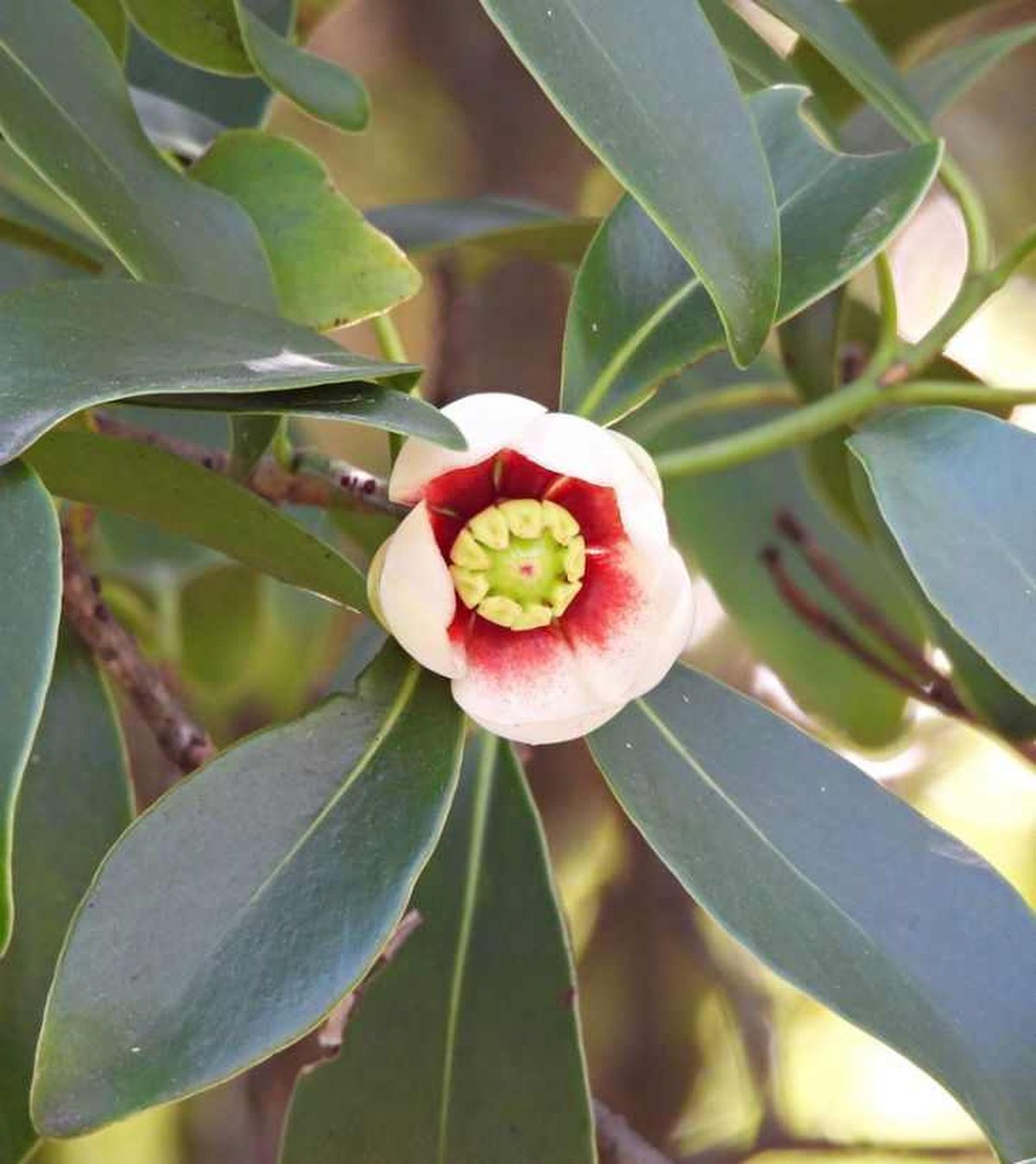 Hojas y flor de la Clusia rosea