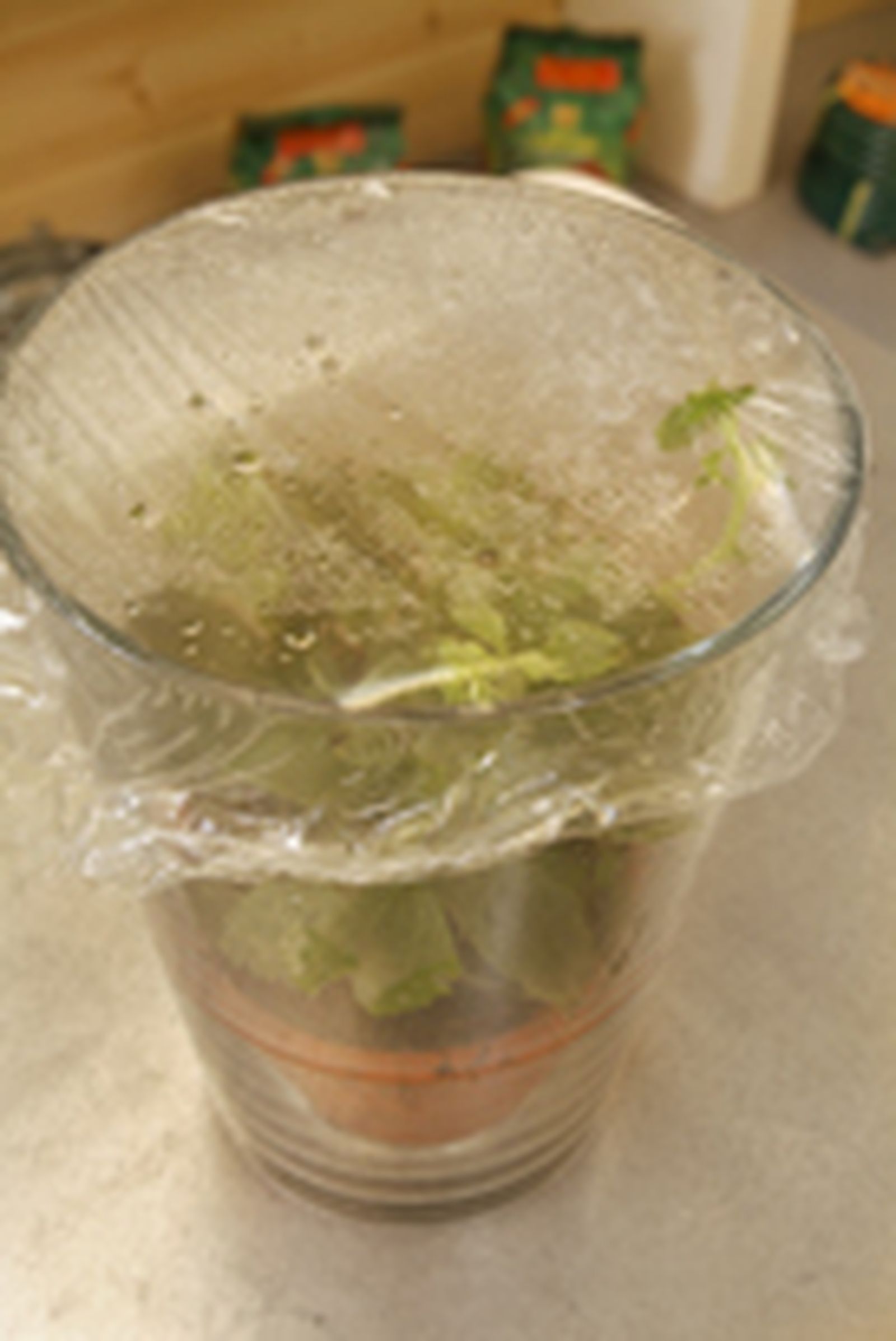 Esquejes o gajos para reproducir plantas paso 6