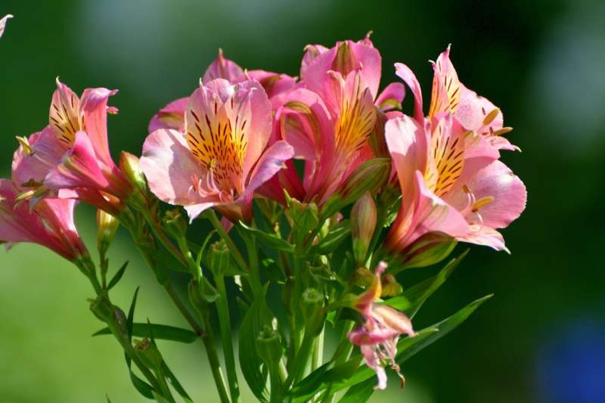 Alstroemeria de flor rosa