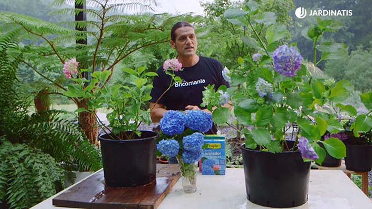 potenciar color hortensias ejemplo cal brico 0917 3