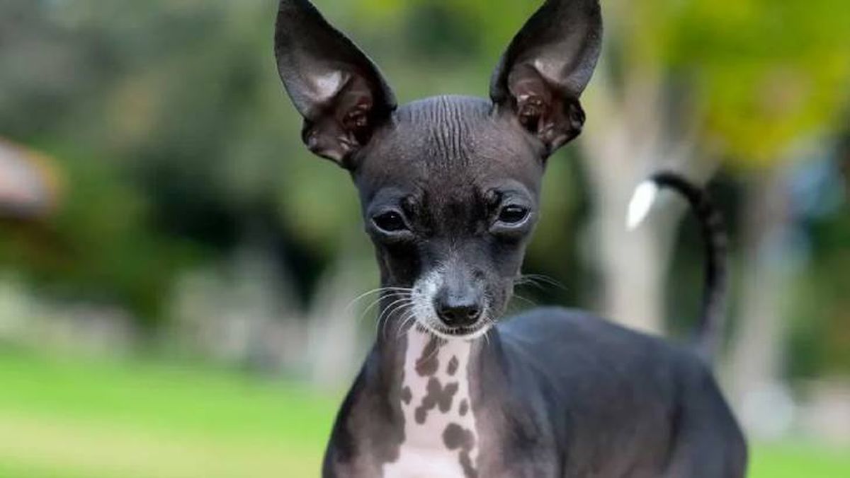 perros sin pelo chihuahua (1)