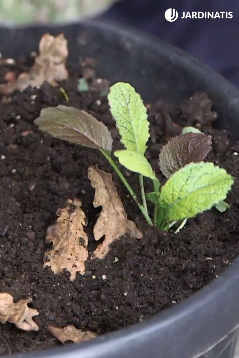 Mizuna (ensalada japonesa)