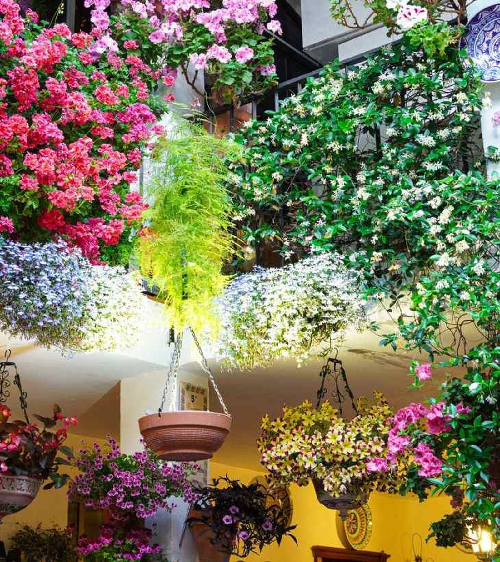 consurso patios de cordoba