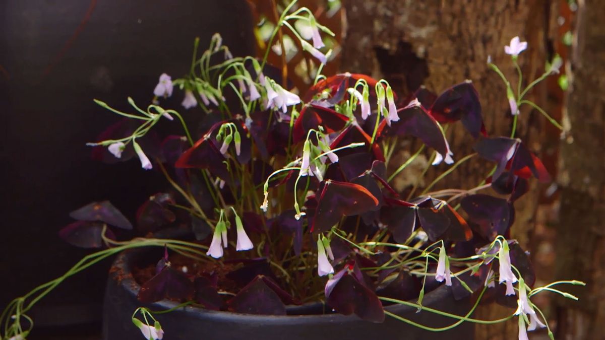 brico 0909 3 jardineria tibouchina groovy baby composicion oxalis