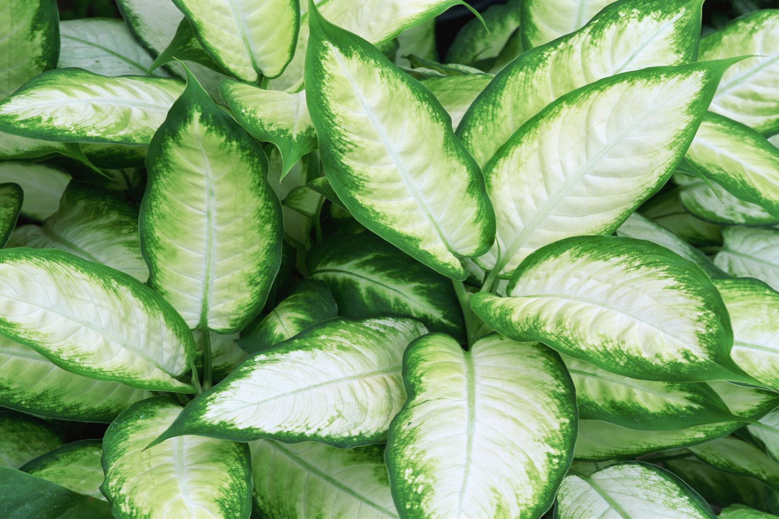 dieffenbachia xl
