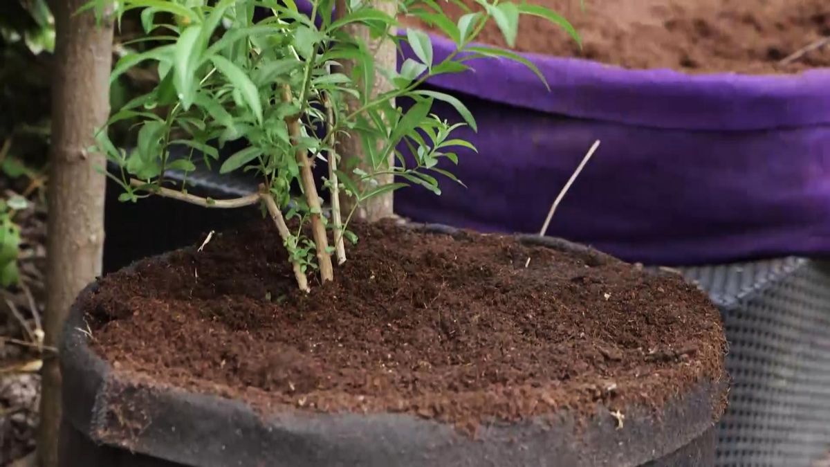 brico 988 cultivar hierba luisa