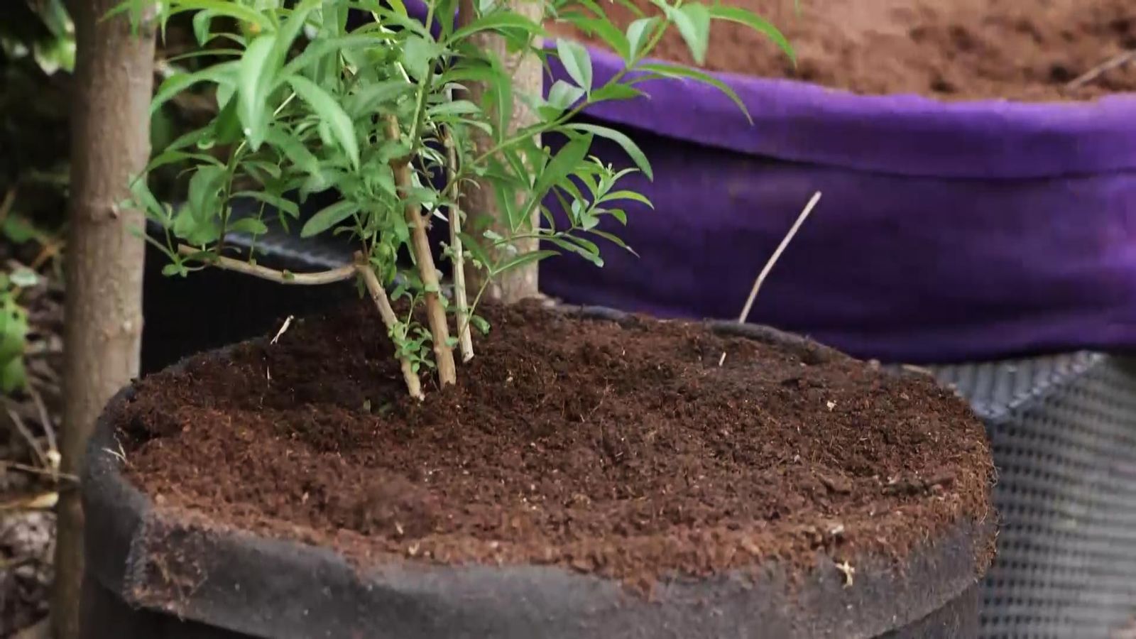 brico 988 cultivar hierba luisa