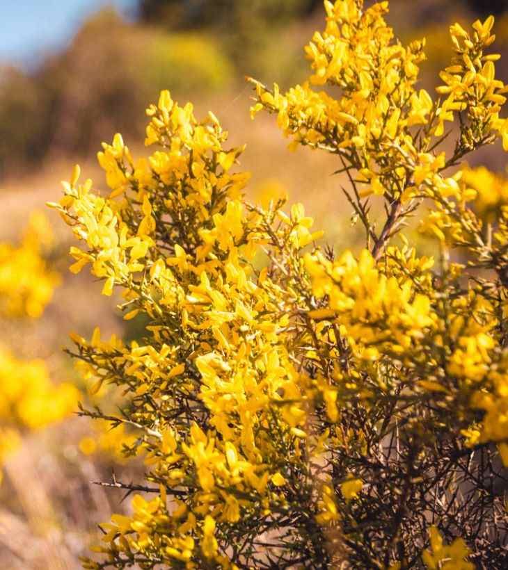 Genista scorpius.