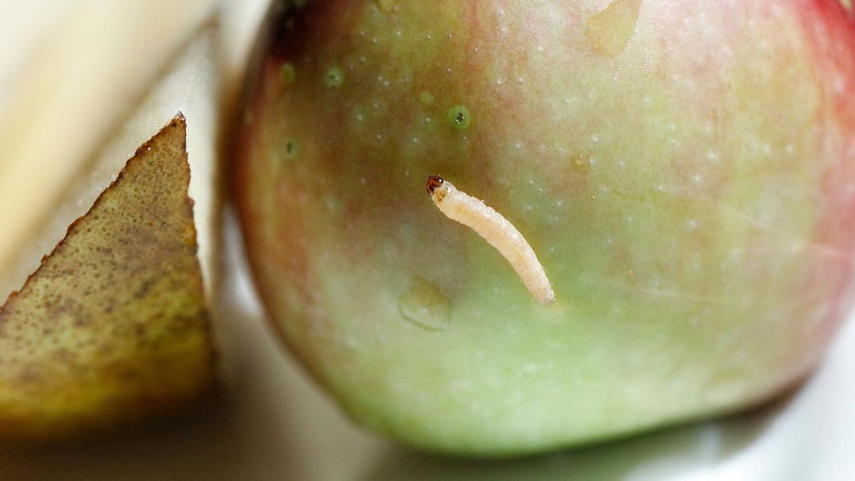 remedios caseros para prevenir eliminar los gusanos blancos de la cocina