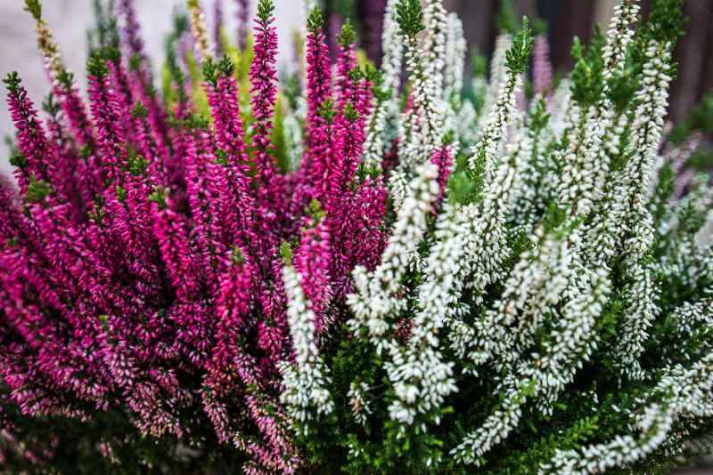 El brezo es un arbusto perenne de bajo mantenimiento con flores púrpuras y rosadas.